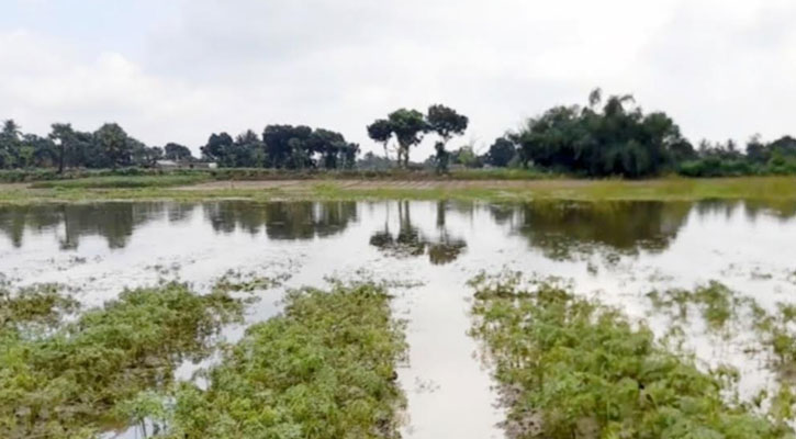 বাঁধে পানি আটকে  ৩০০ বিঘা সবজি ক্ষেত নষ্ট
